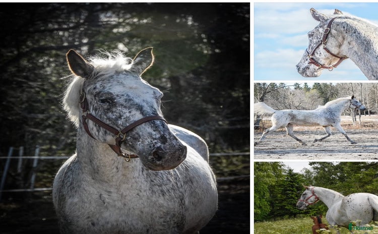  hästar i Ramsele - Annons 1