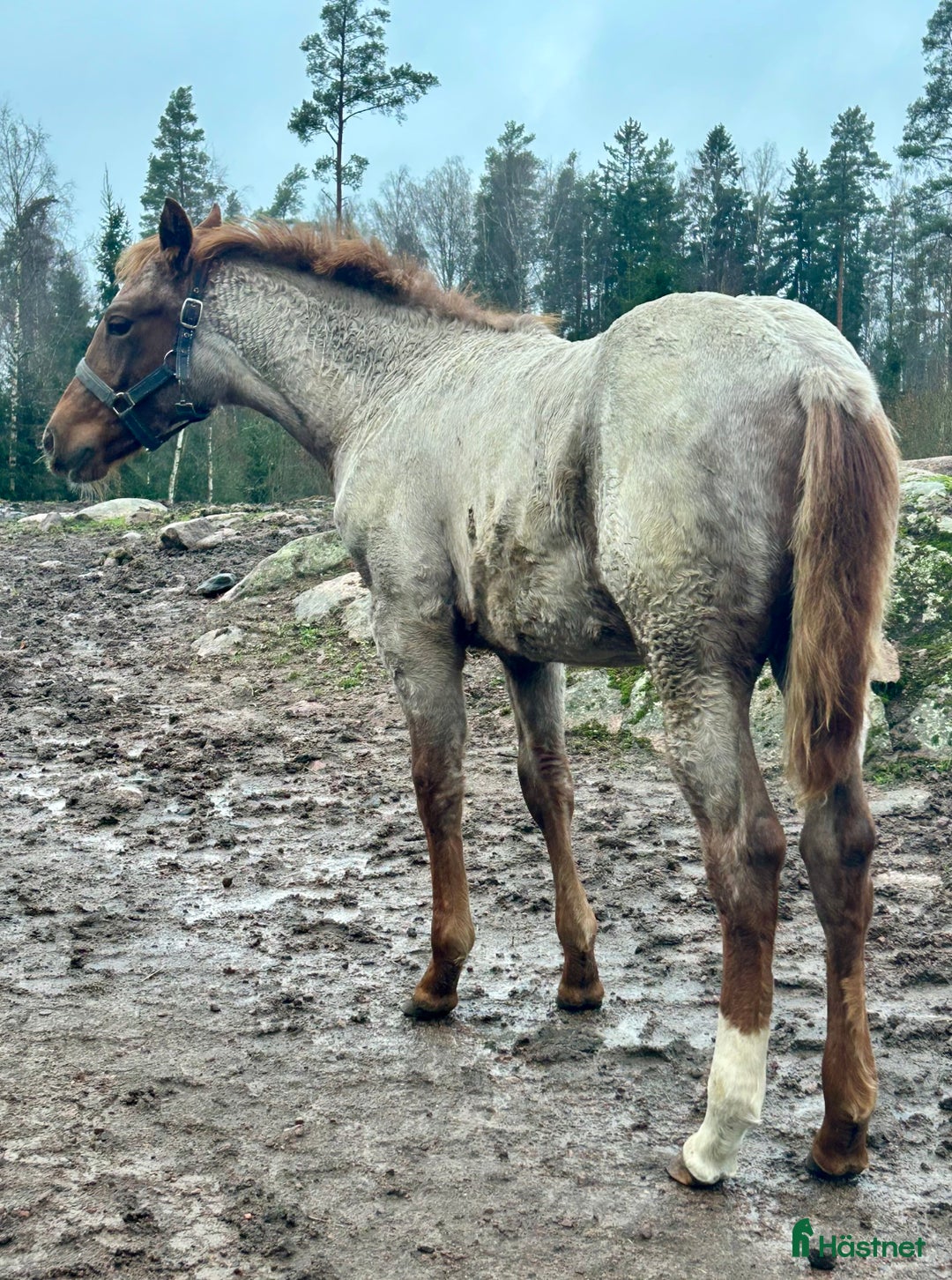 Western hästar till salu: Quarter sto föl i Kristinehamn - Annons 6