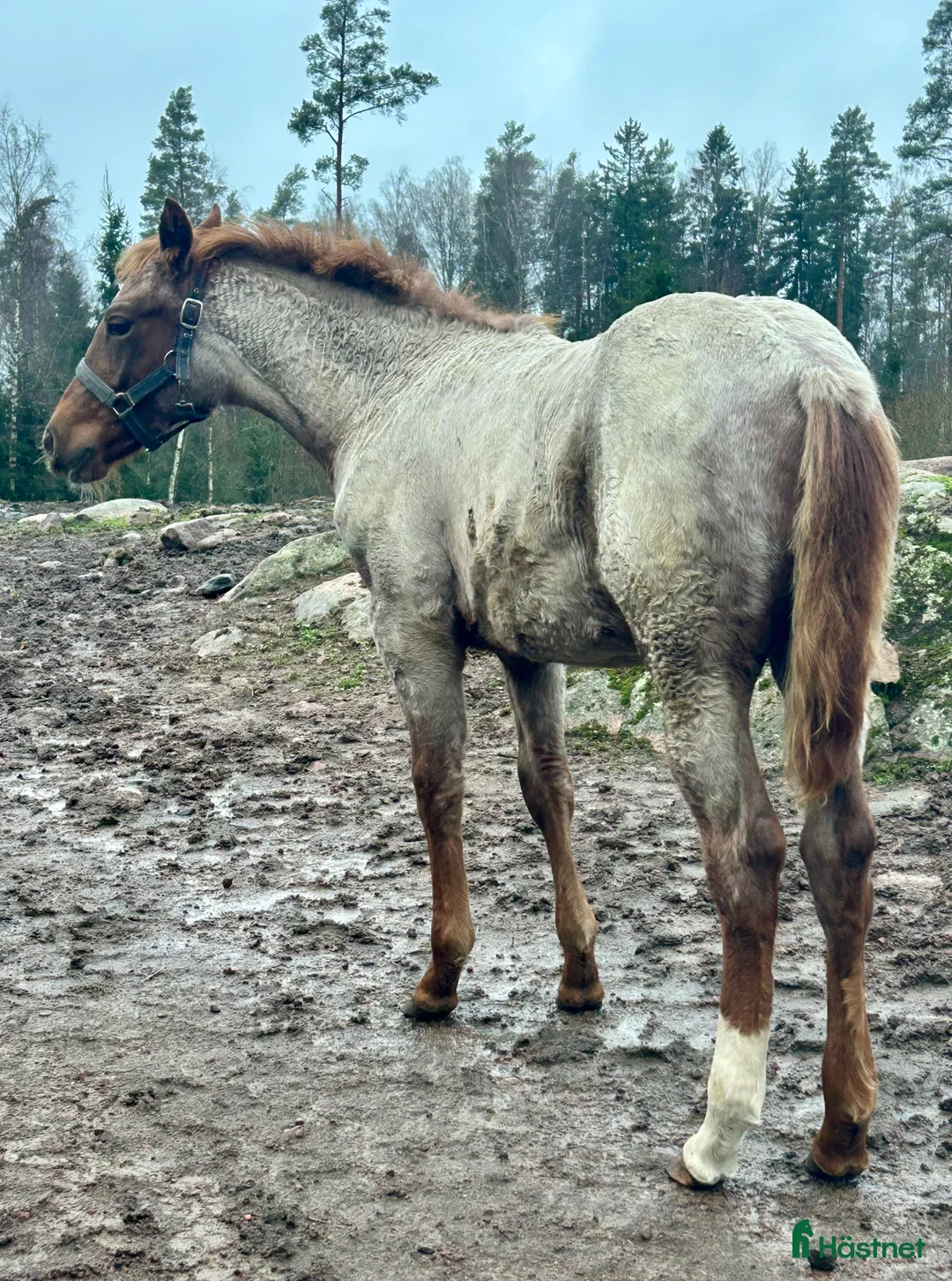 Western hästar till salu: Quarter sto föl i Kristinehamn - Annons 6