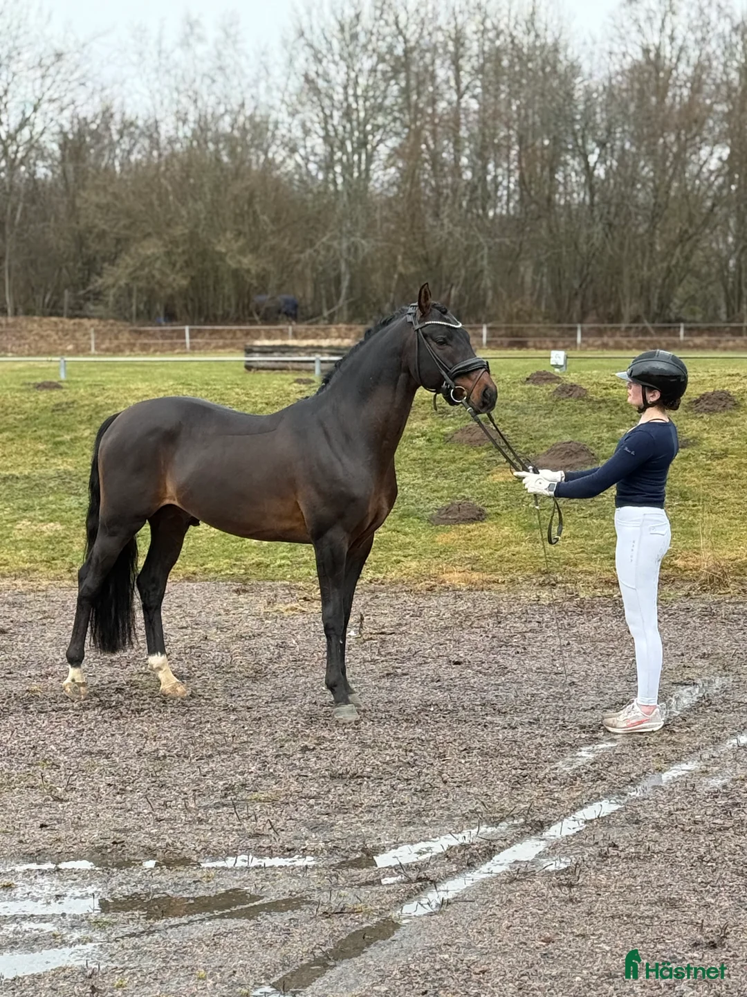 Dressyr hästar till salu: Fantastisk prestationshingst till salu! - Annons 2