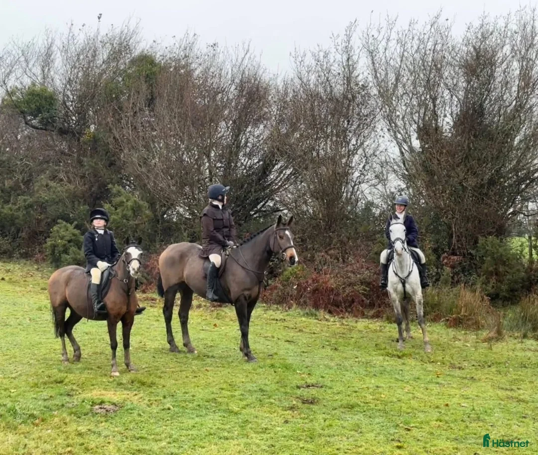 Allround hästar till salu: 6yo Allrounder mare 15,2hh i Ljungby - Annons 14