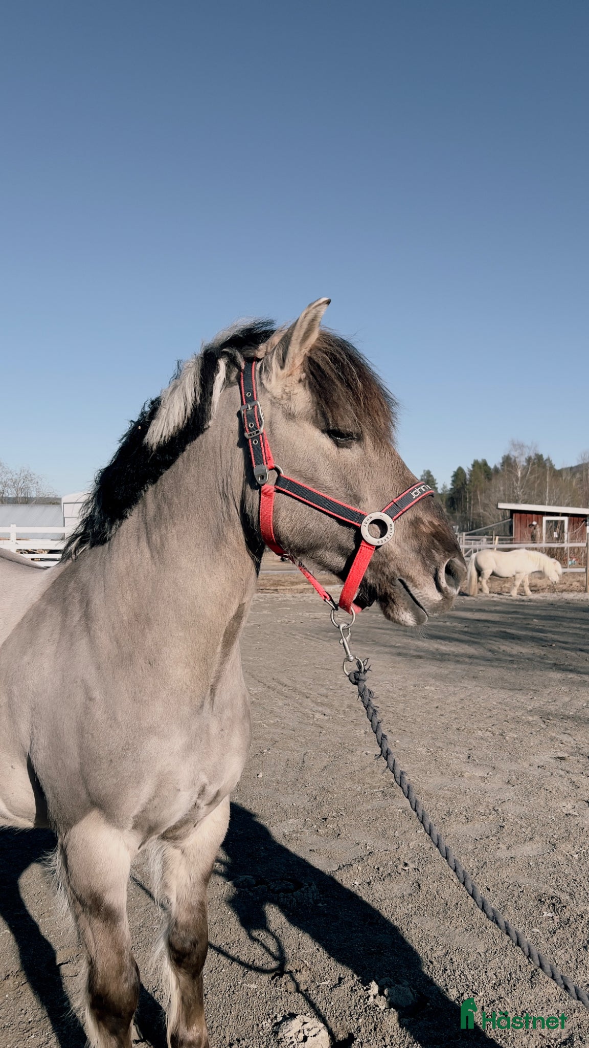  hästar Trevlig C-ponny - Annons 1