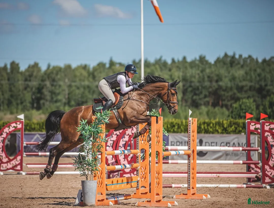 Hoppning hästar till salu: Fint SWB sto med allt man söker i Malmö - Annons 1