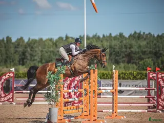 hästar Fint SWB sto med allt man söker i Malmö - Annons 3
