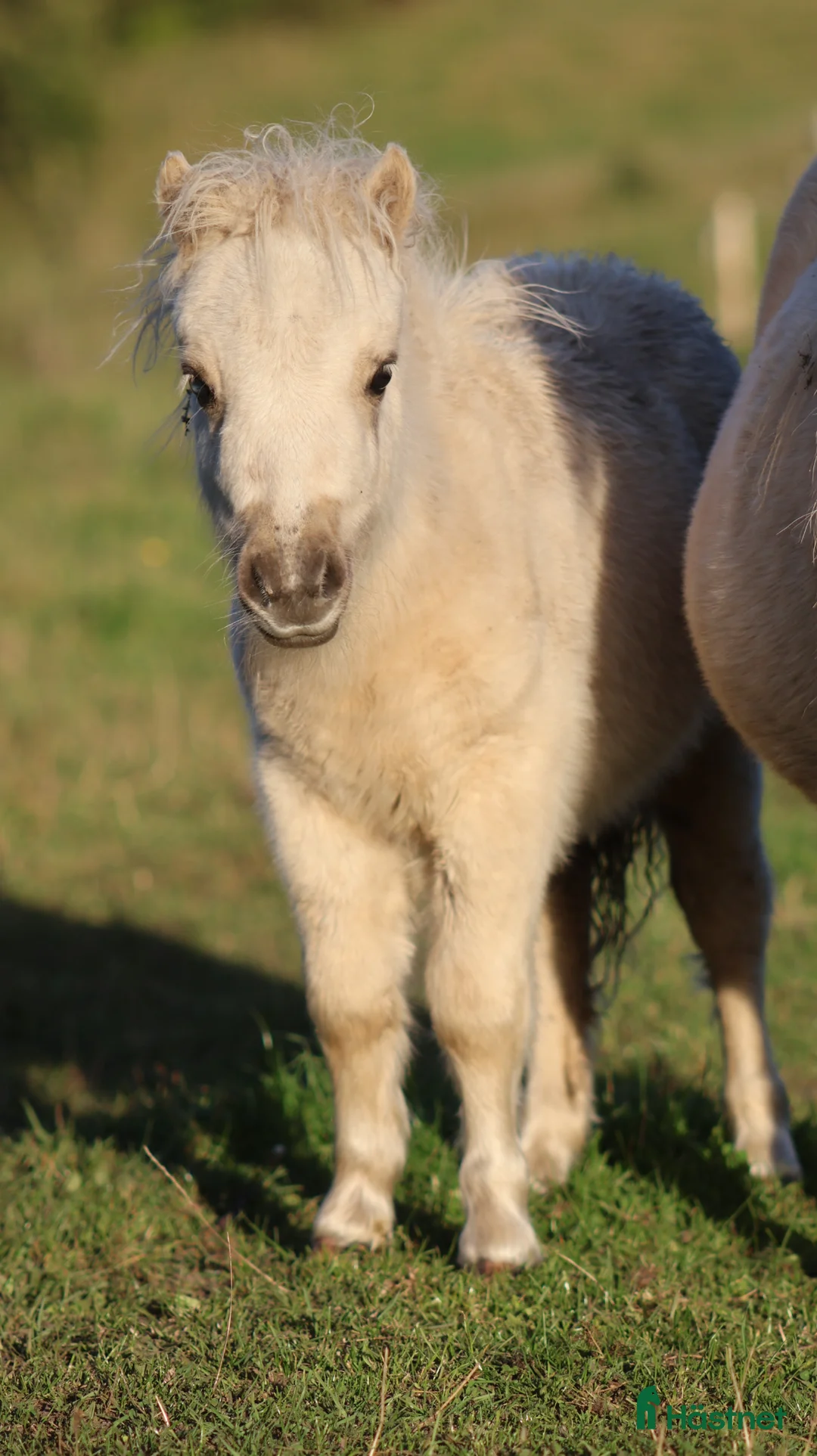 Avelshästar hästar till salu: Mini mini 1 års vallak - Annons 2