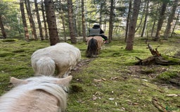 Island hästar till salu: Sockersöt sto i Näshulta - Annons 4