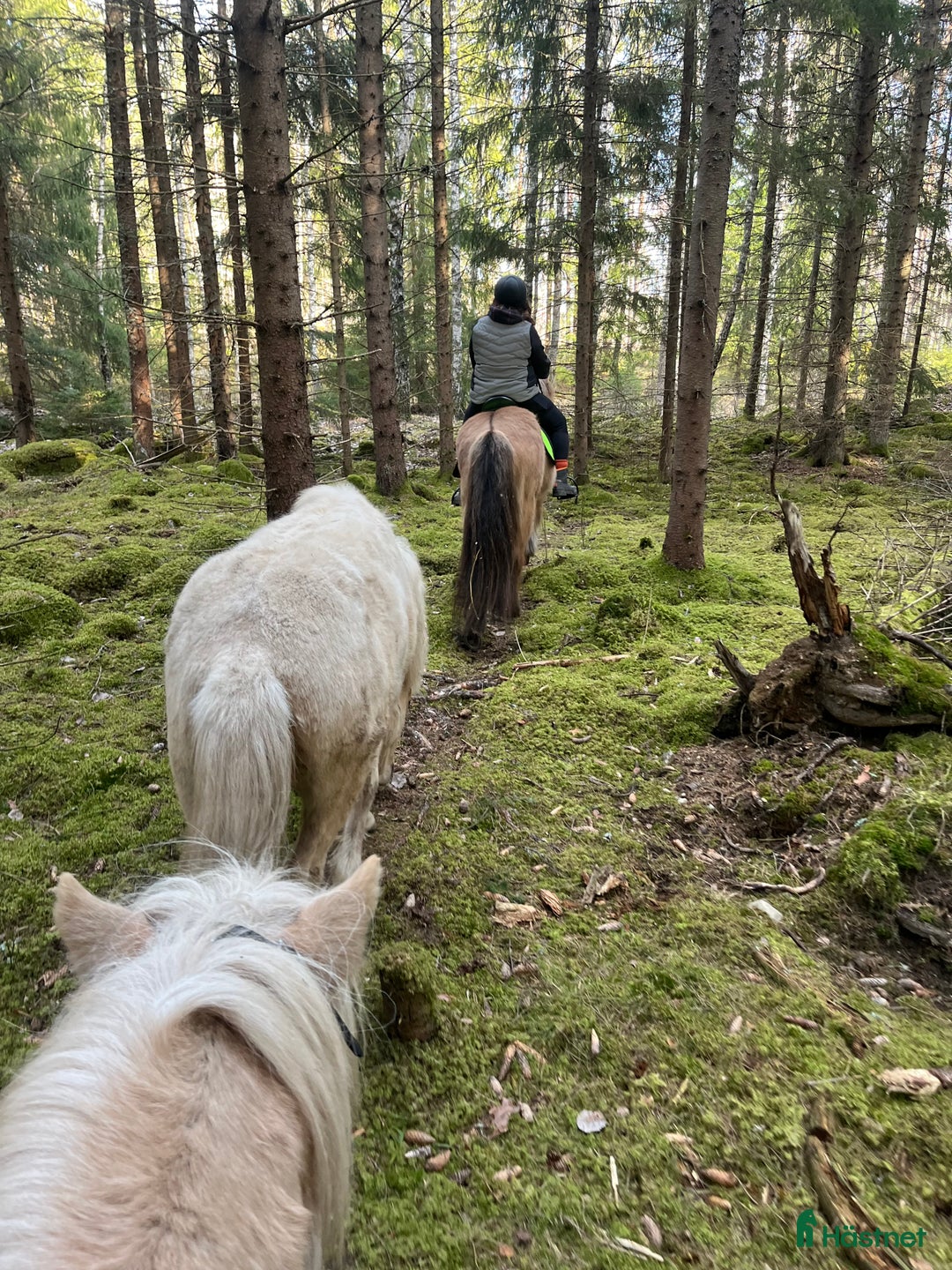 Island hästar till salu: Sockersöt sto i Näshulta - Annons 4