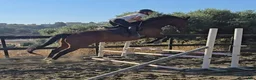 Hoppning hästar till salu: Trevliga Prisvärda hästar i Spanien  - Annons 4