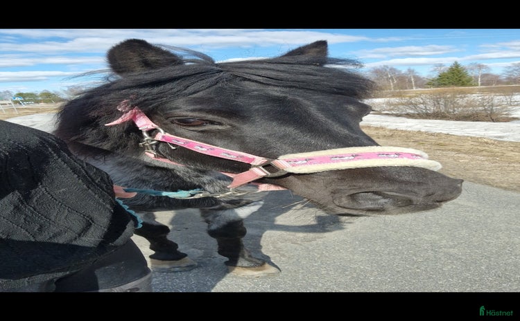  hästar En trygg kompis i Övertorneå - Annons 7