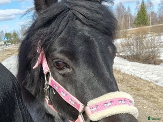 hästar i Övertorneå - Annons 1