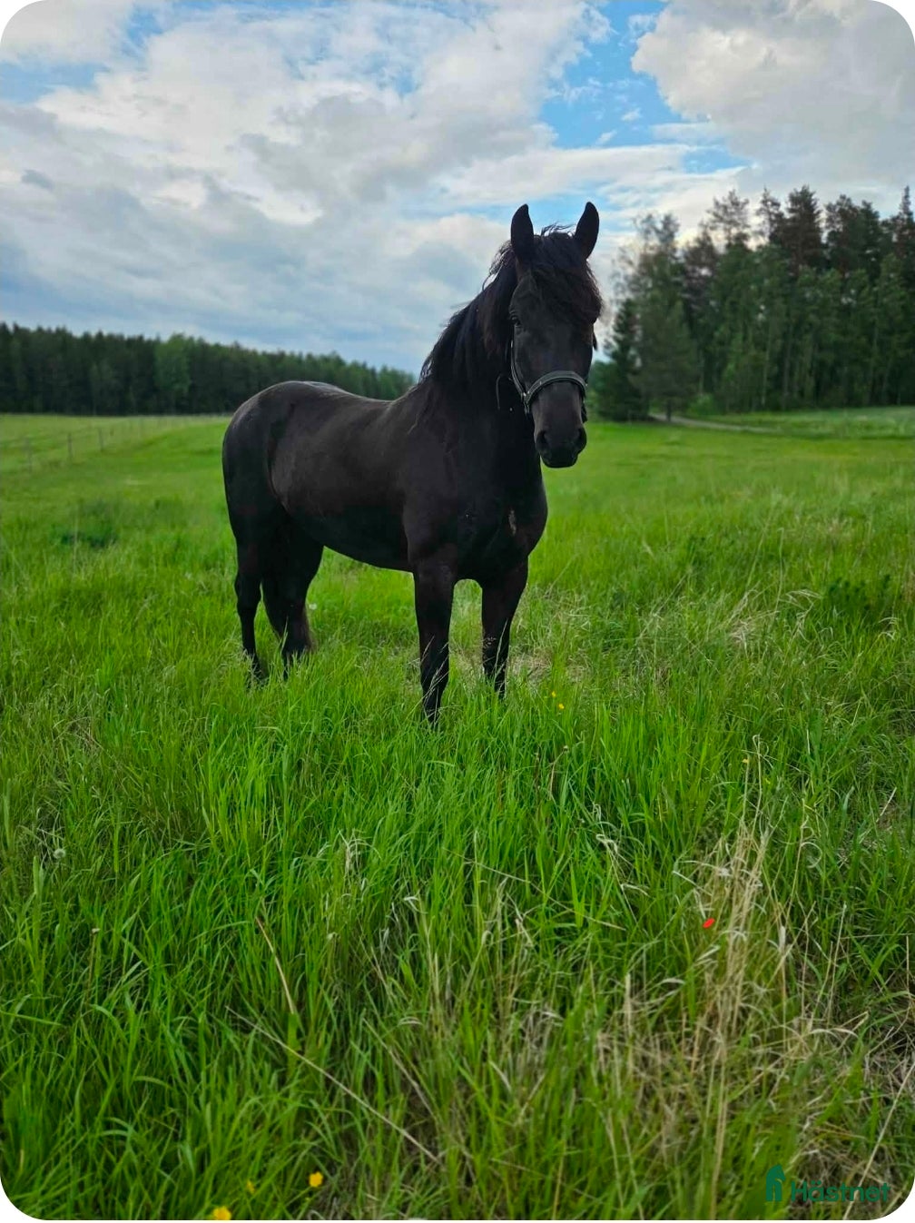  hästar Trevlig och stabil valack - Annons 15
