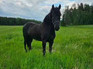 hästar Trevlig och stabil valack - Annons 15
