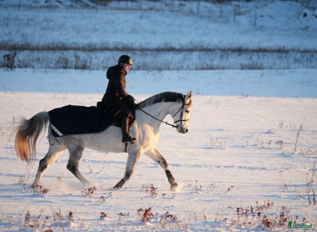  hästar Trevligt allroundsto e Bravour - Annons 5