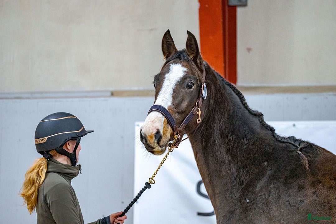 Hoppning hästar till salu: Spirited Away i Blentarp - Annons 5