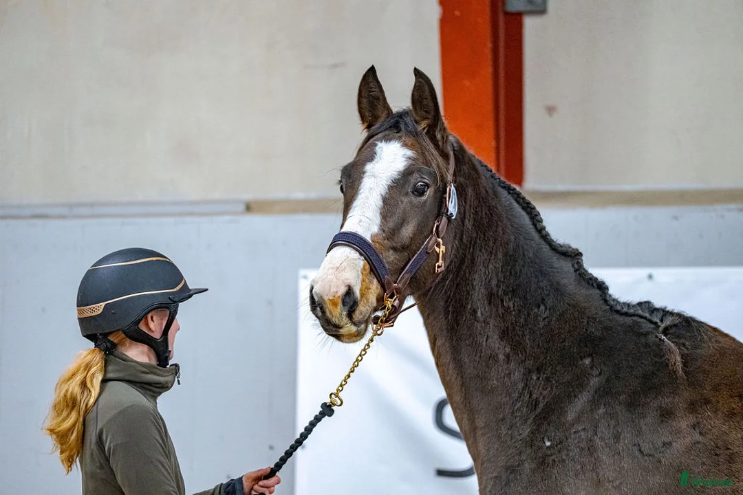 Hoppning hästar till salu: Spirited Away i Blentarp - Annons 5