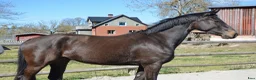 Allround hästar till salu: 4 årigt sto - Annons 2