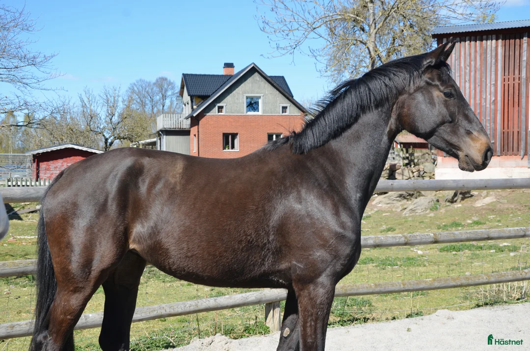 Allround hästar till salu: 4 årigt sto - Annons 2