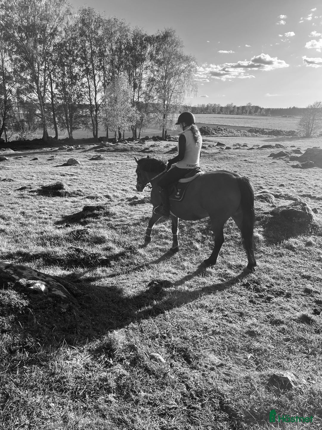  medryttarhäst sökes: 🌟Söker medryttare häst!🌟 i Stenstorp - Annons 1