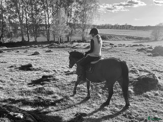 medryttarhäst sökes: 🌟Söker medryttare häst!🌟 i Stenstorp - Annons 9