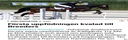Hoppning hästar till salu: Kvalitetshäst för framtiden  - Annons 11
