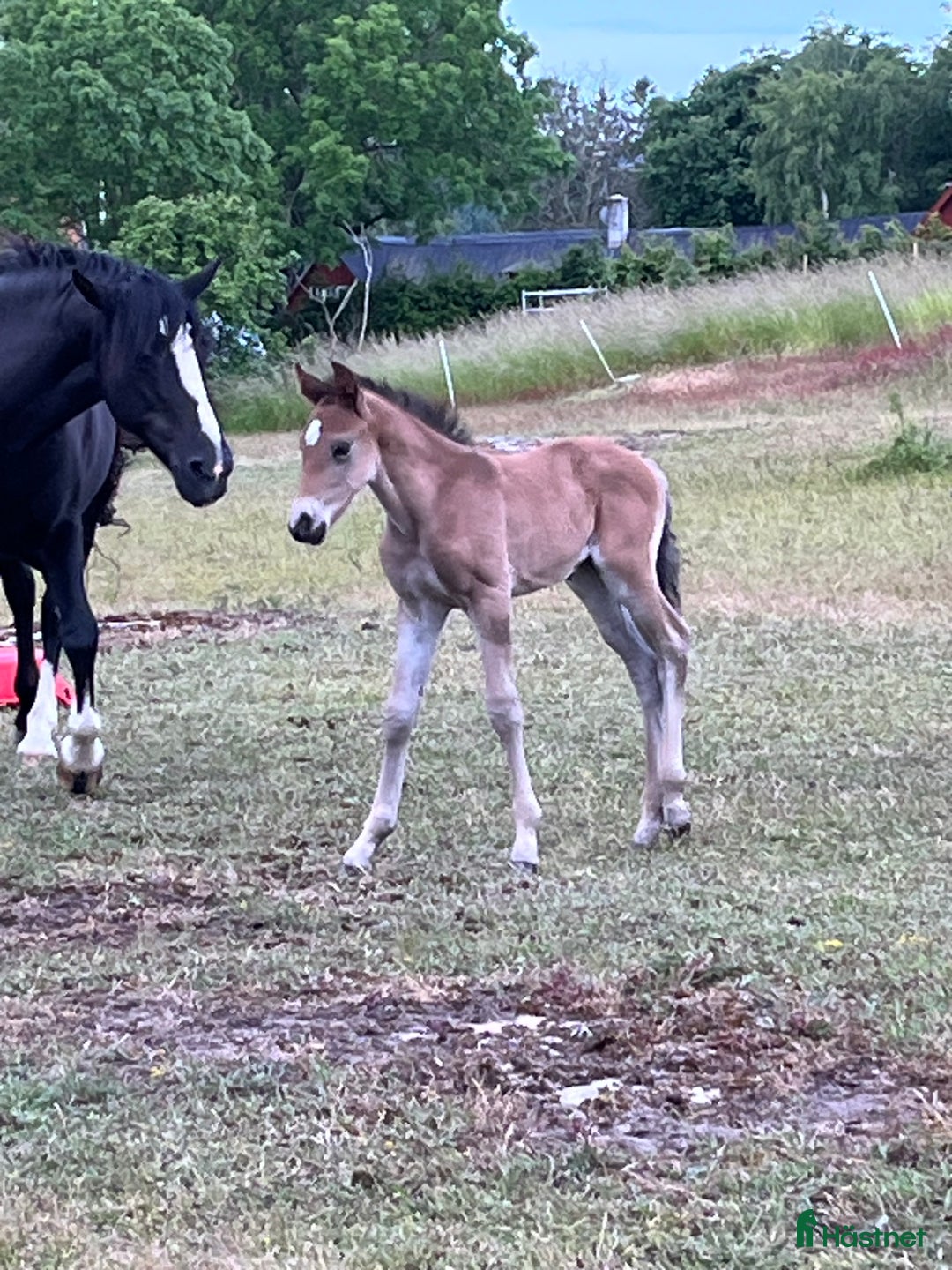 Allround hästar till salu: Fanzy i Simrishamn - Annons 9