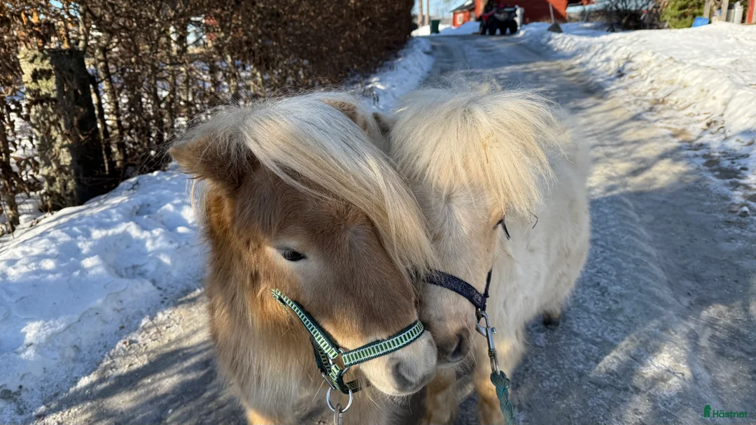 Allround hästar till salu: Två minishettiskillar, isabell och mushroom  i Heby - Annons 2