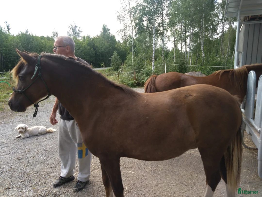 Allround hästar till salu: 2-årigt welshpartbreed sto - Annons 1