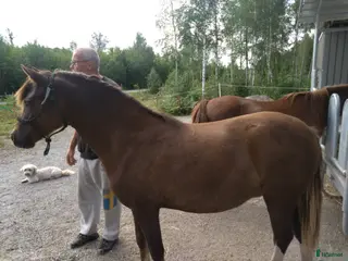 hästar 2-årigt welshpartbreed sto - Annons 4