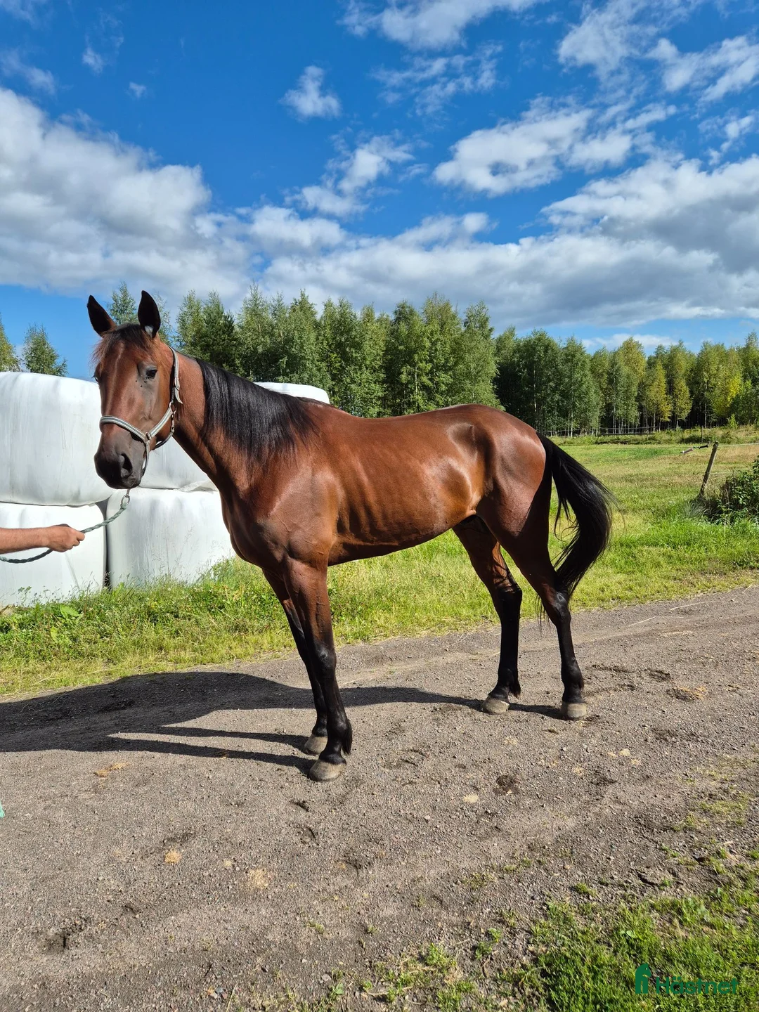 Trav hästar till salu: Rid eller travhäst - Annons 1