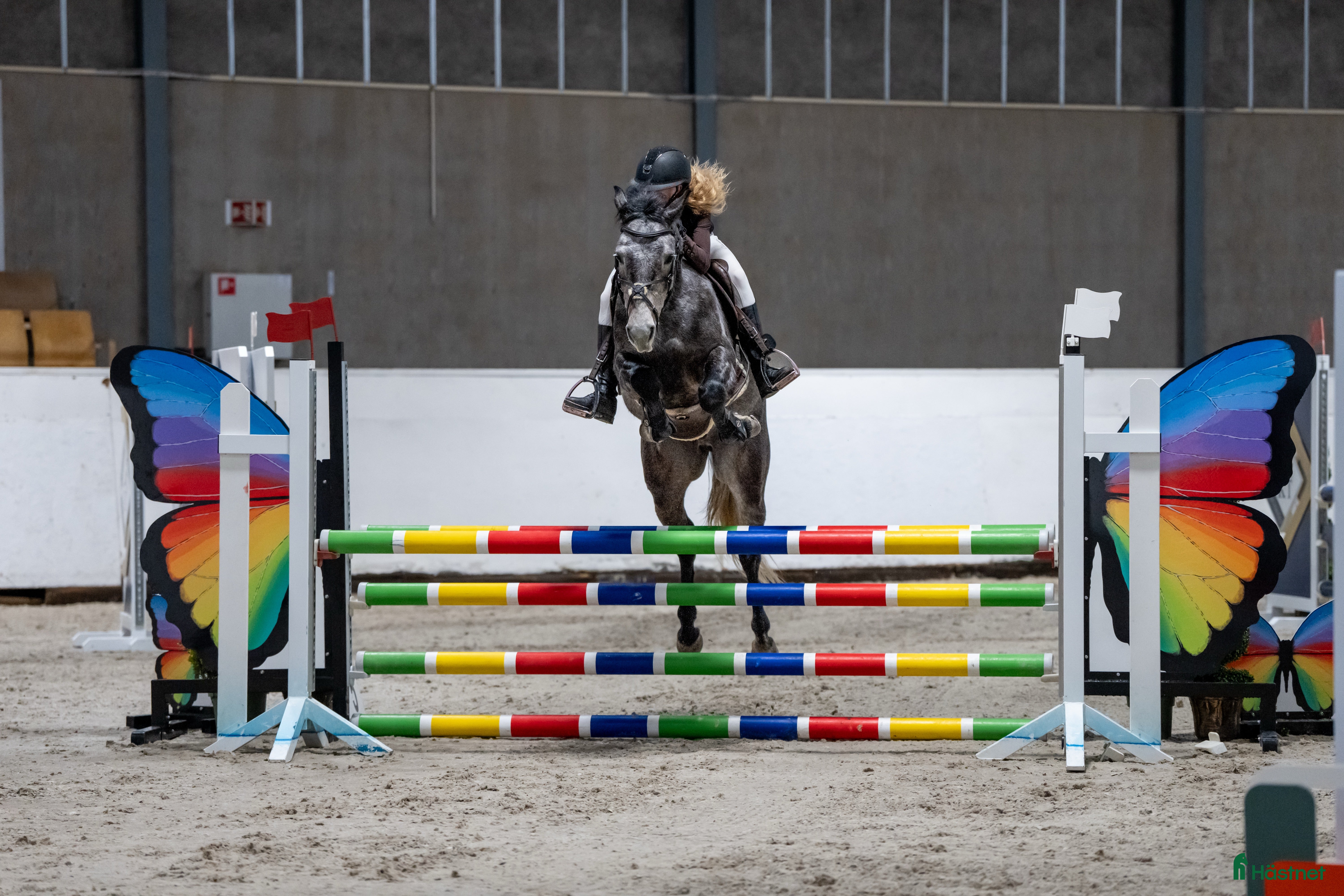  hästar Fremtidens mesterskapsponni  - Annons 3