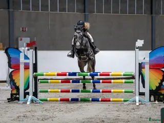 hästar Fremtidens mesterskapsponni - Annons 3