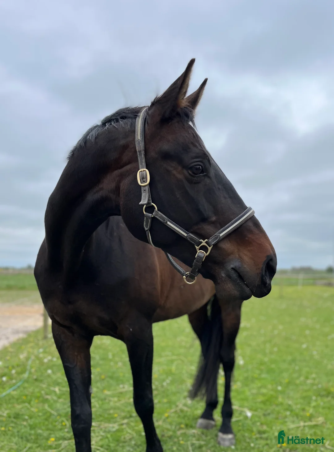 Hoppning hästar till salu: Fantastisk läromästare och bästa vän i Höör - Annons 2