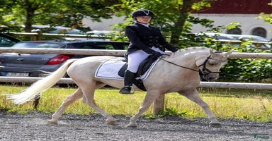  hästar i Säffle - Annons 10