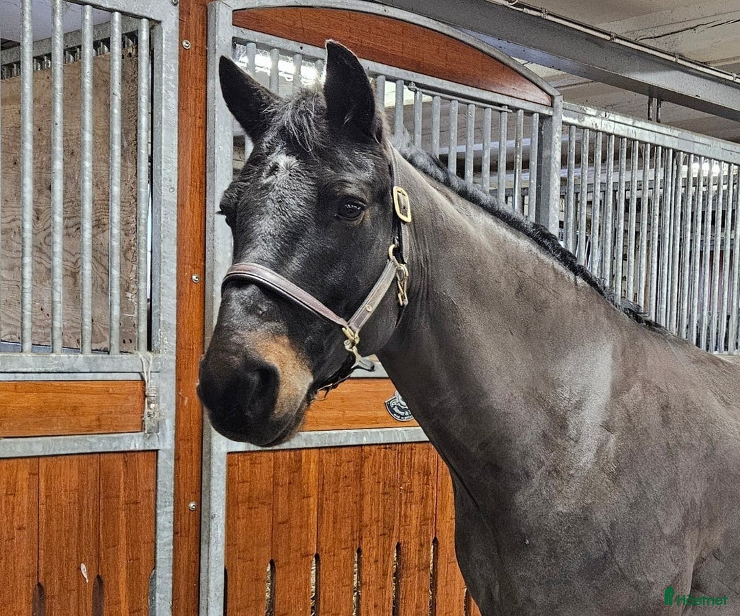 Allround hästar till salu: Härlig allroundponny i Sparreholm - Annons 3