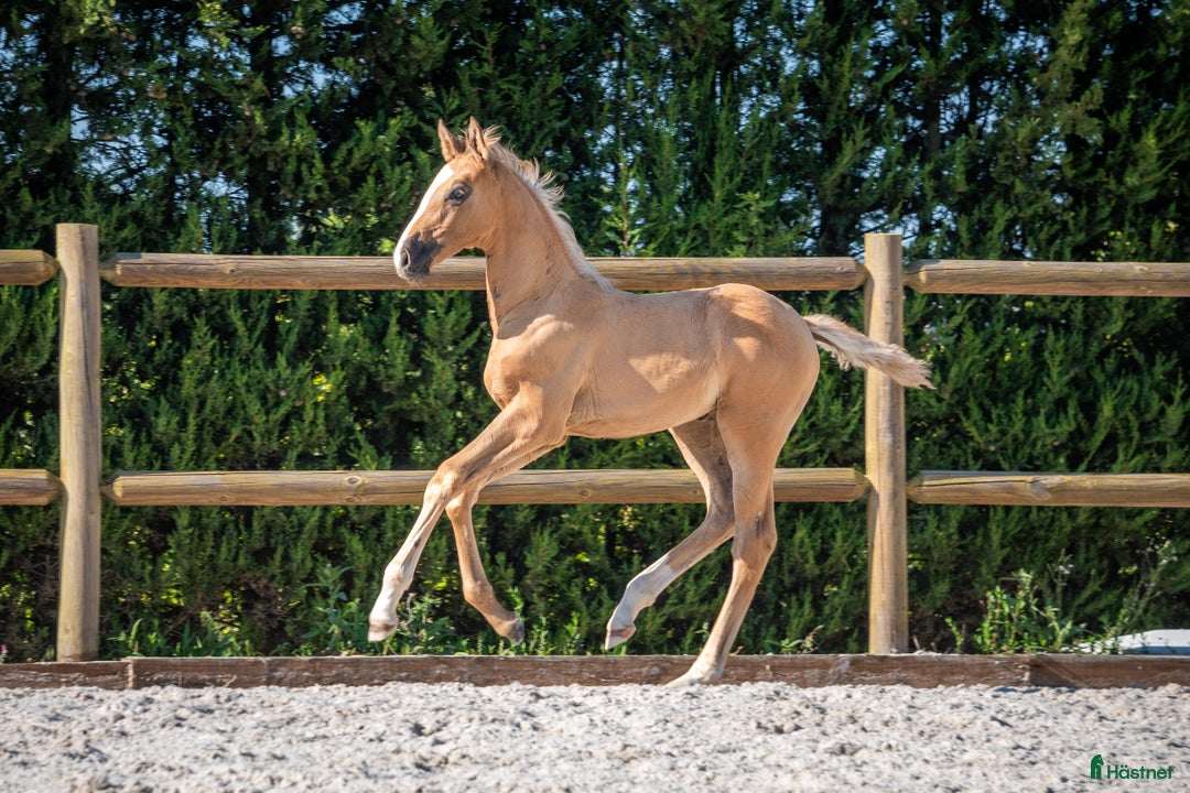 Avelshästar hästar till salu: Ettåring  lusowarmblood i Lund - Annons 4