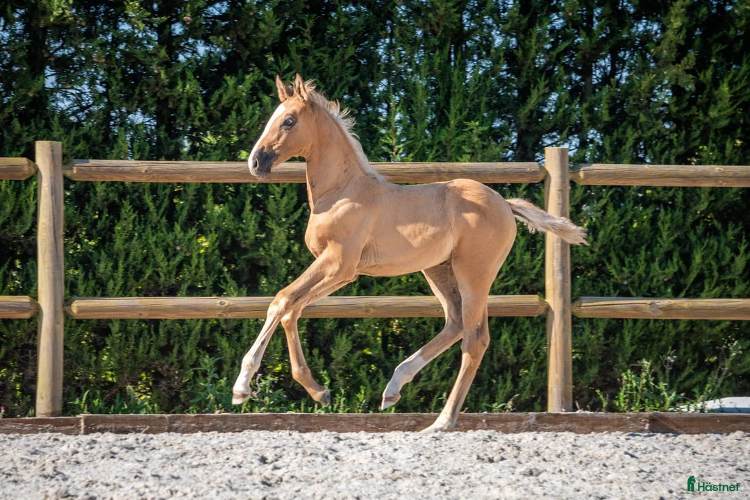Avelshästar hästar till salu: 2-årssto lusowarmblood - Annons 4