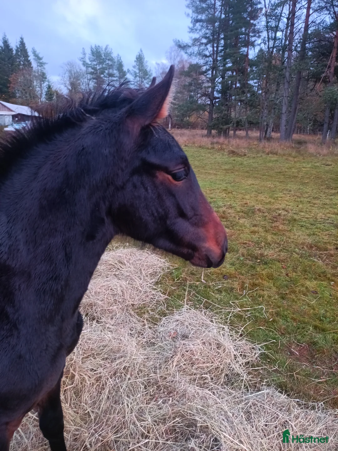 Allround hästar till salu: PocahontaZ barockpinto alternativt byte i Ljung - Annons 2