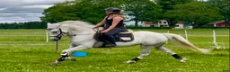 Allround hästar till salu: Lovande connemara sto! - Annons 8