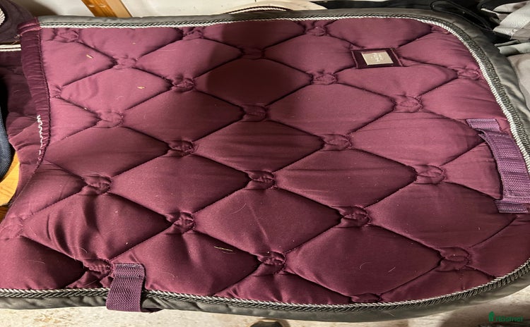 Schabrak & Vojlockar hästutrustning till salu i Ytterby - Annons 16