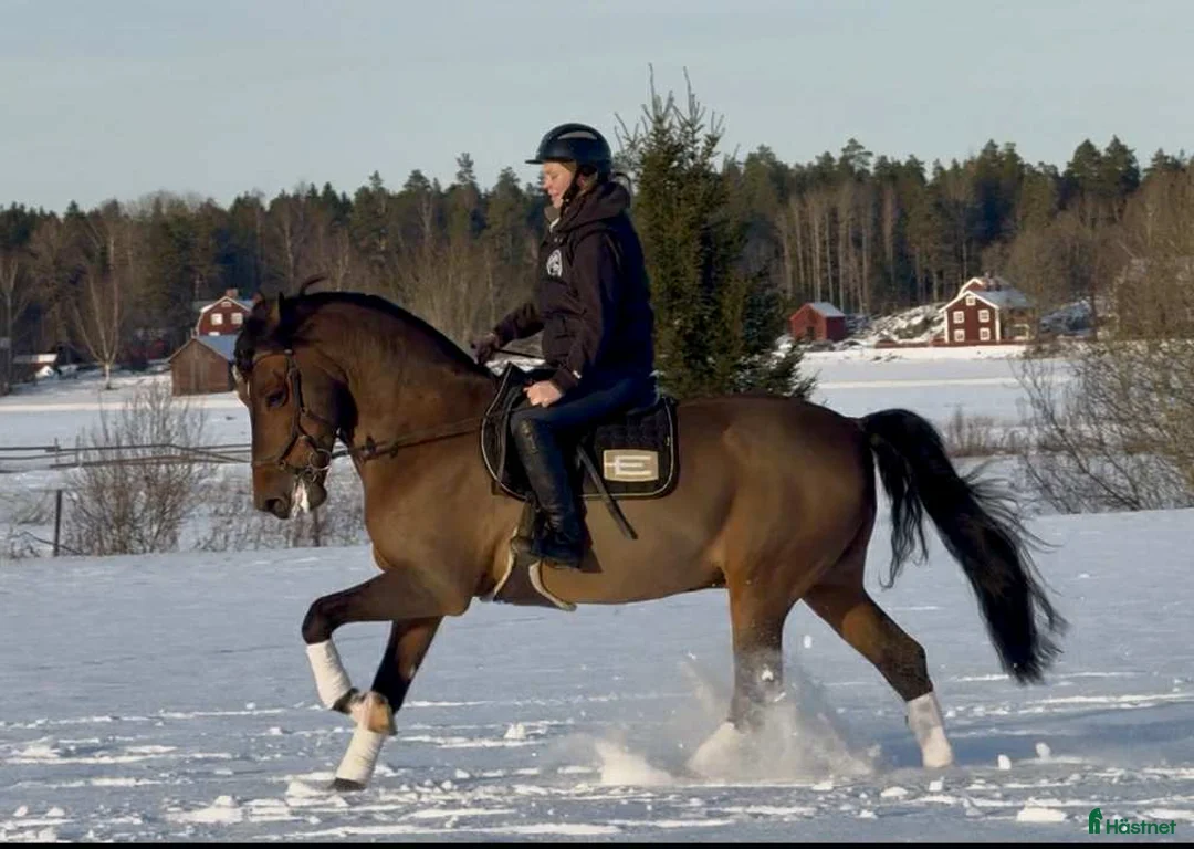 Allround hästar till salu: Trygg och okomplicerad valack i Sala - Annons 2