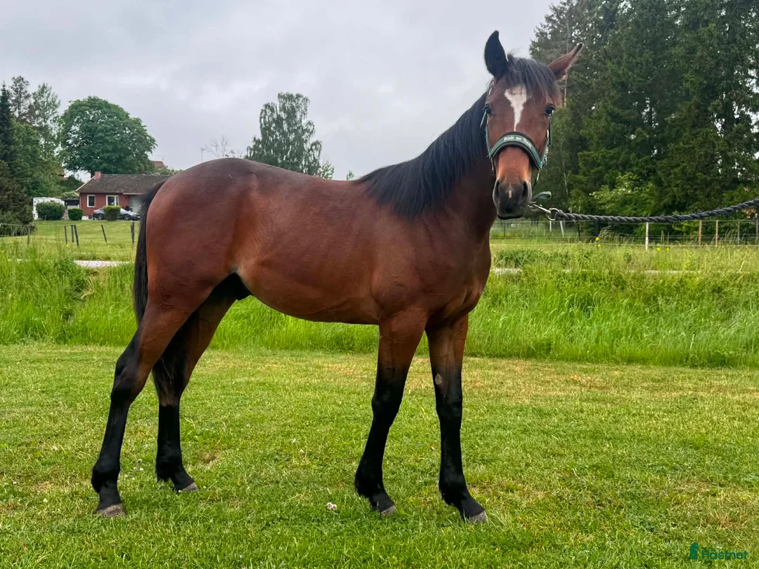 Trav hästar till salu: 1 års val e Hayden Hanover - Annons 1
