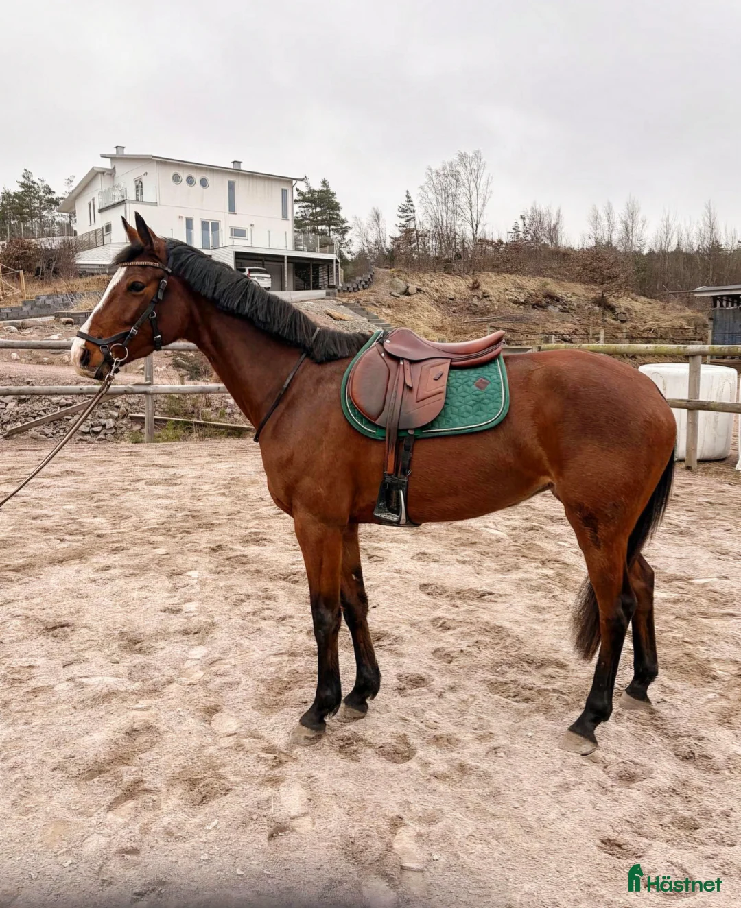 Hoppning hästar till salu: Fyraårssto e: Crusader Ice ue: Careful  - Annons 2