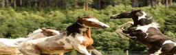 Allround hästar till salu: Vacker 1-åring - Pintaloosa sto och hingst - Annons 6