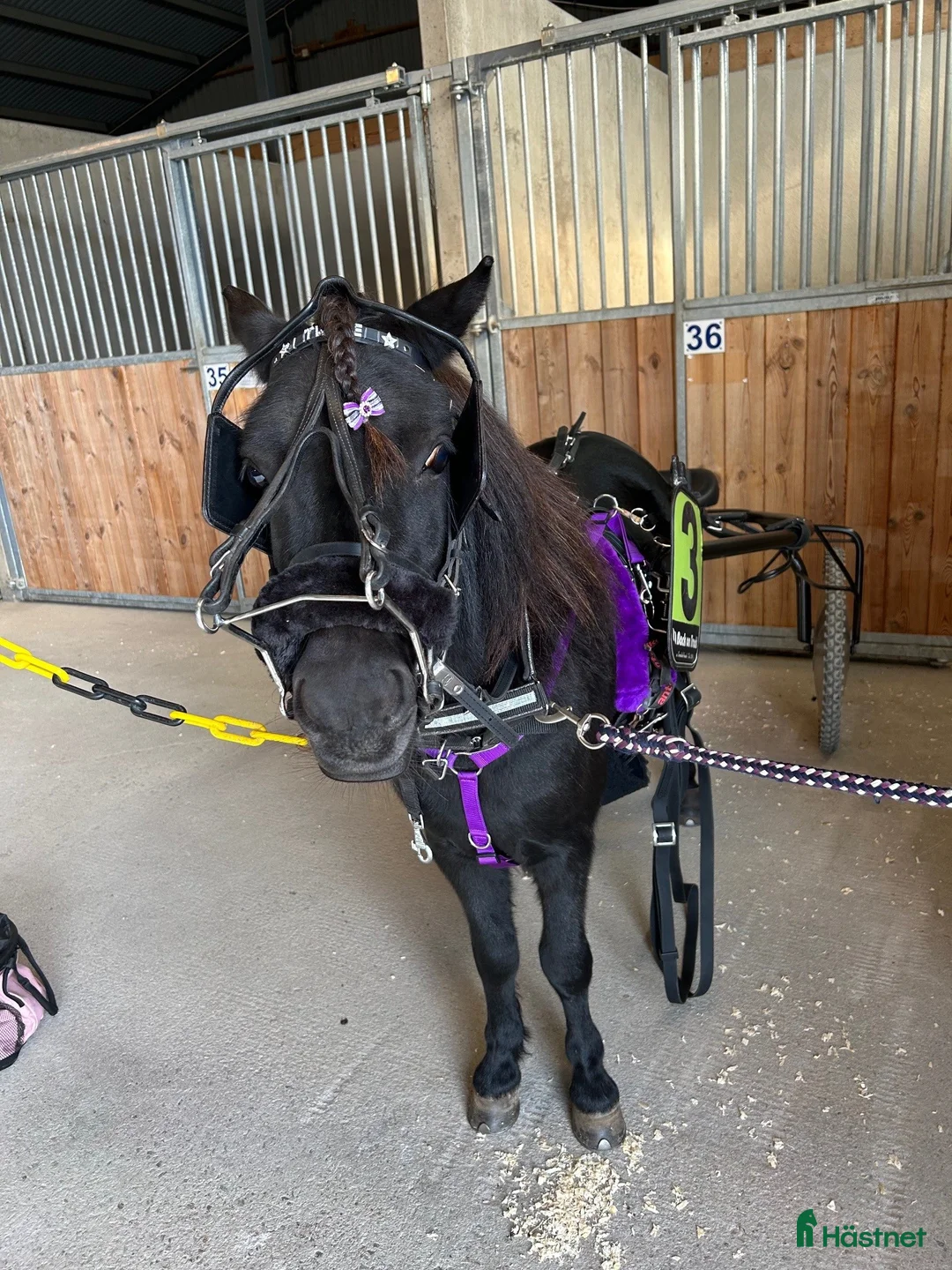 Trav hästar till salu: Travshettis - Annons 6