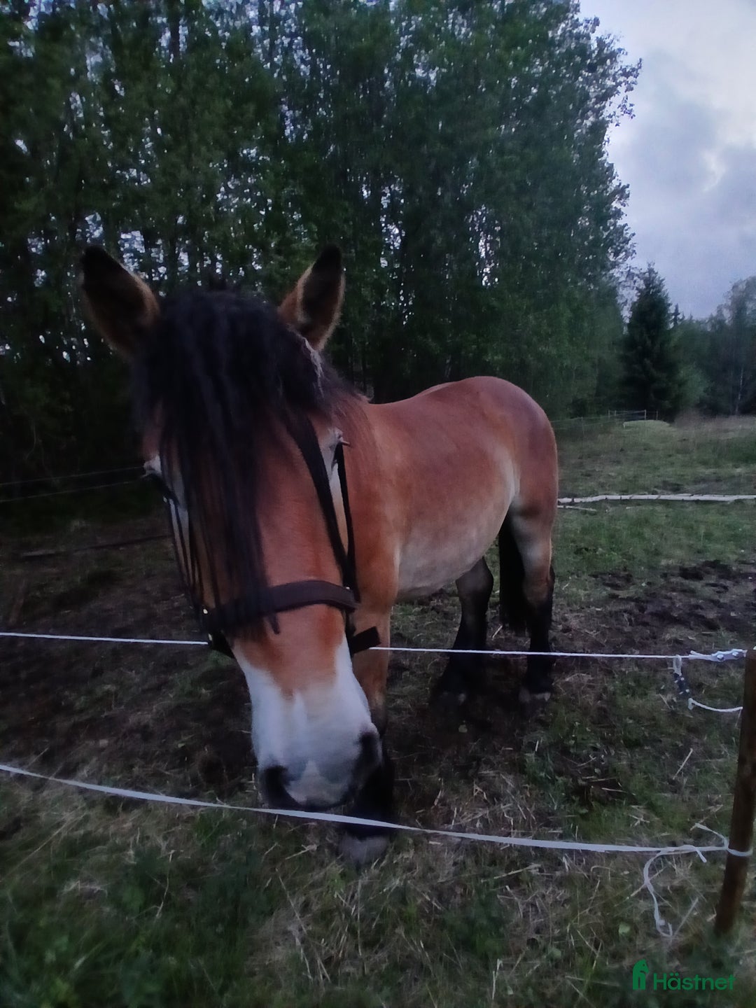 Allround hästar till salu: Ardenner  i Bullaren - Annons 1