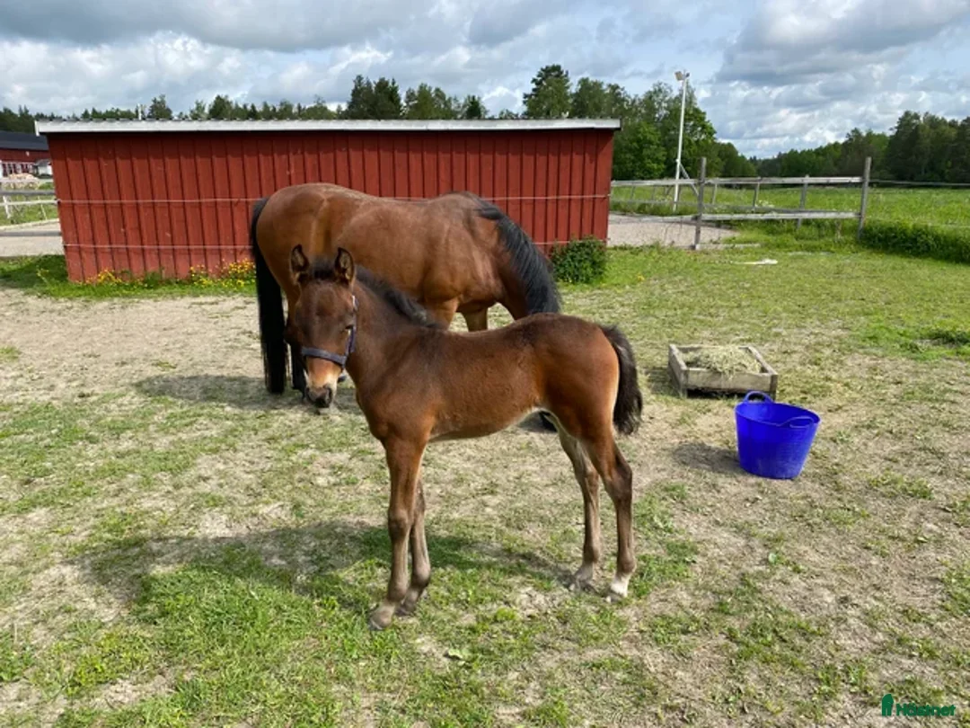 Hoppning hästar till salu: Hingstföl efter Converse All Star, A1 försäkrad i Alunda - Annons 2