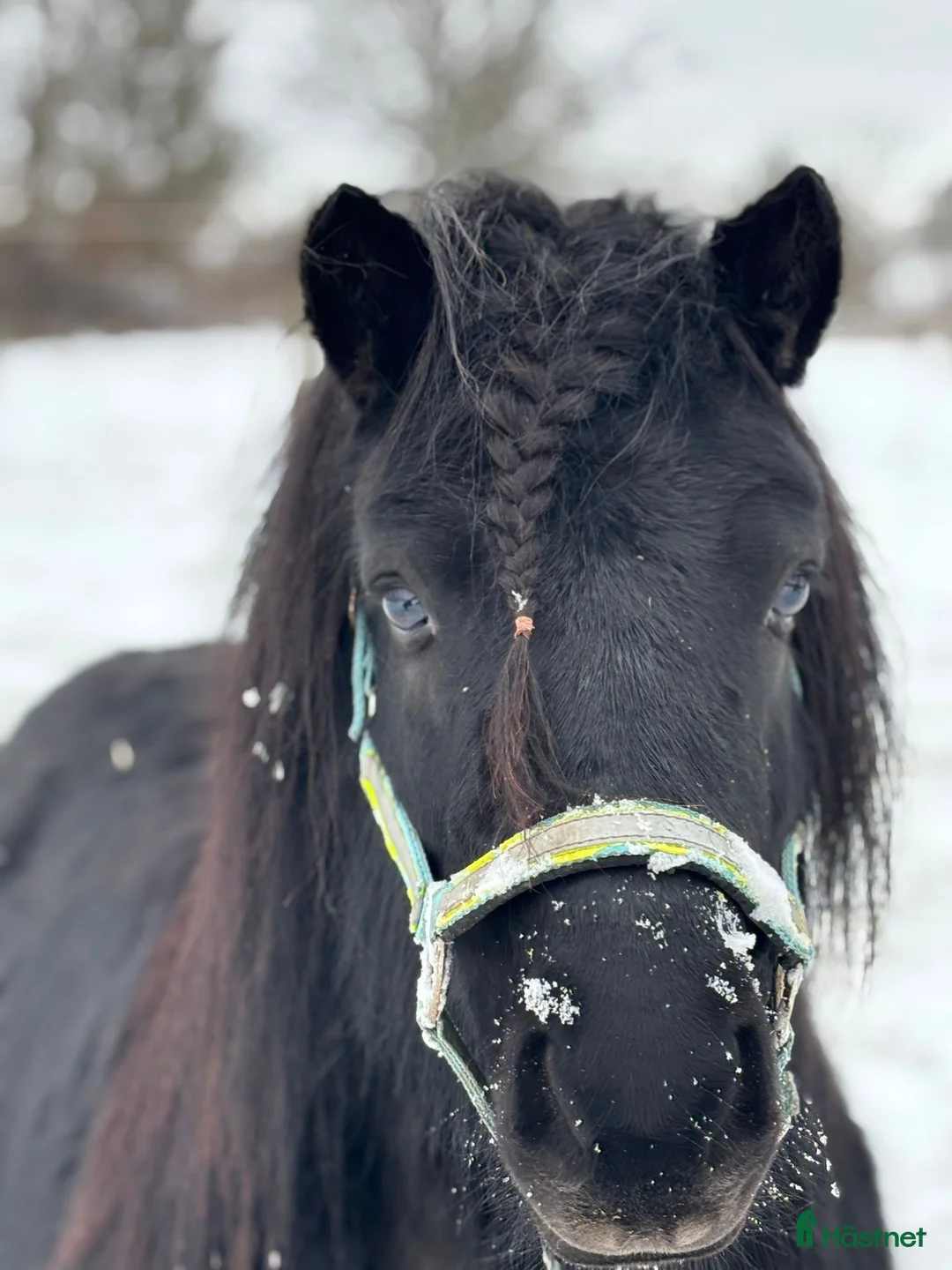 Allround hästar till salu: Två fantastiska shetlandsponny-valacker. - Annons 6