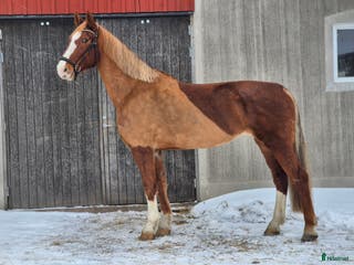 hästar Läckert kwpn sto i Askersund - Annons 7