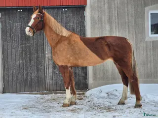 hästar Läckert kwpn sto i Askersund - Annons 5