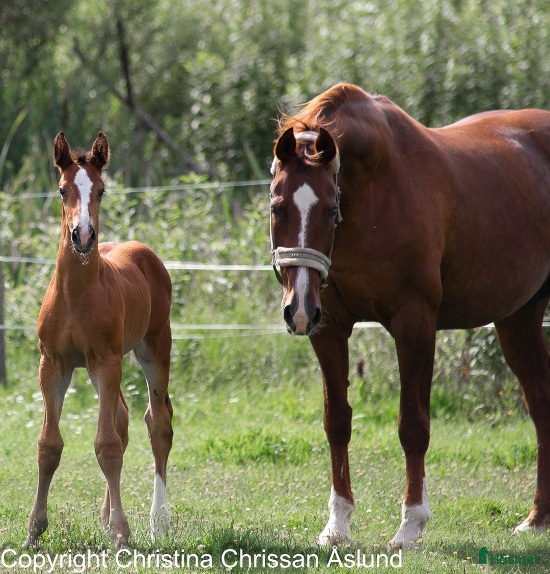 Dressyr hästar till salu: 2 hingstföl och ett stoföl dressyr i Norrtälje - Annons 14